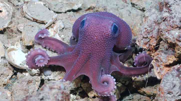 11 vibrant deep-sea creatures shine in new Caribbean expedition
