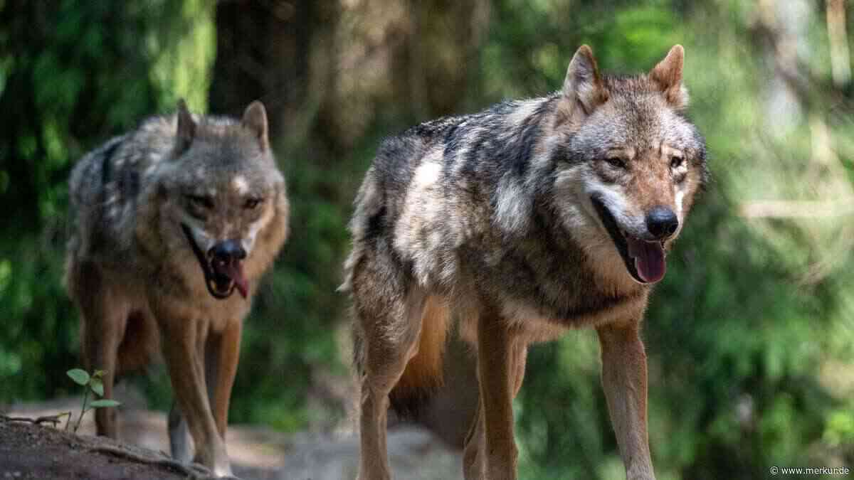 Streit um Wolfsjagd in Bayern: Naturschützer halten Abschuss für „völlig absurd“
