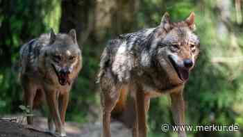 Streit um Wolfsjagd in Bayern: Naturschützer halten Abschuss für „völlig absurd“