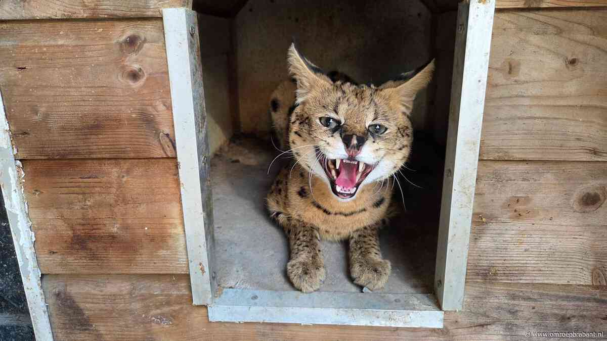Serval Django gevangen in tuin van Gemma: ‘Hij rook al maanden mijn kippen’