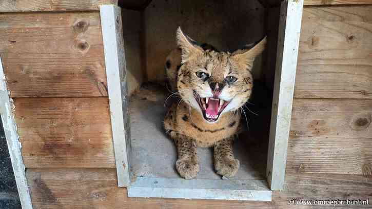 Serval Django gevangen in tuin van Gemma: ‘Hij rook al maanden mijn kippen’