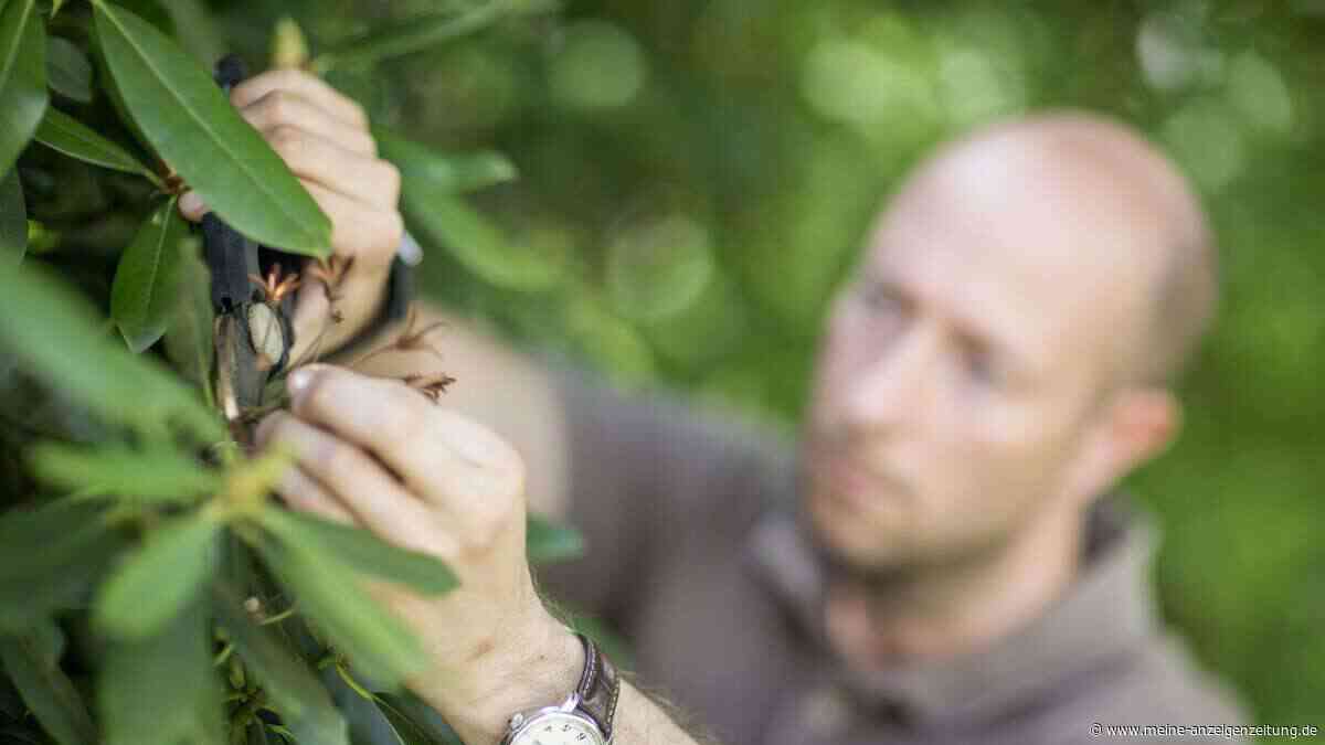 Rhododendron-Pflege im Herbst: So gelingt der Rückschnitt