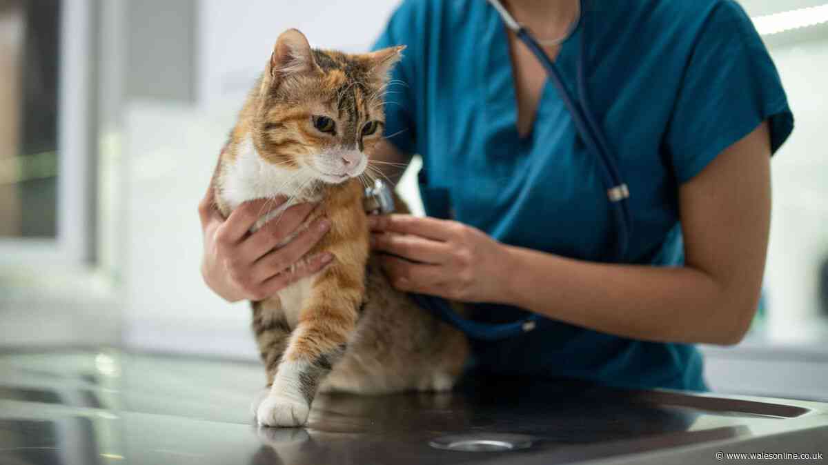 Cat owner distraught as elderly pet attacked by neighbour's cat - legal rights explained