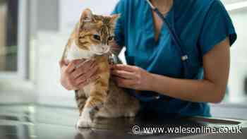 Cat owner distraught as elderly pet attacked by neighbour's cat - legal rights explained