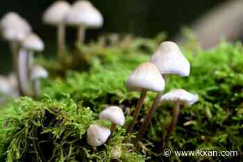 Psilocybin may help prevent painful chemotherapy side effect, study finds