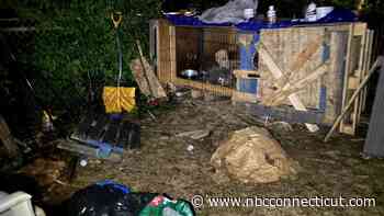 2 adult dogs, 8 puppies seized in Stratford, owner reportedly arrested for animal cruelty
