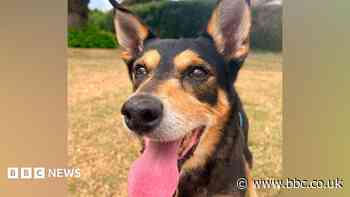 Family keeping dog's memory alive around the world