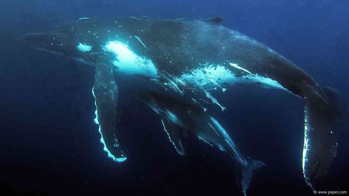 Australia’s humpback whales were acting weird. What happened next surprised scientists.