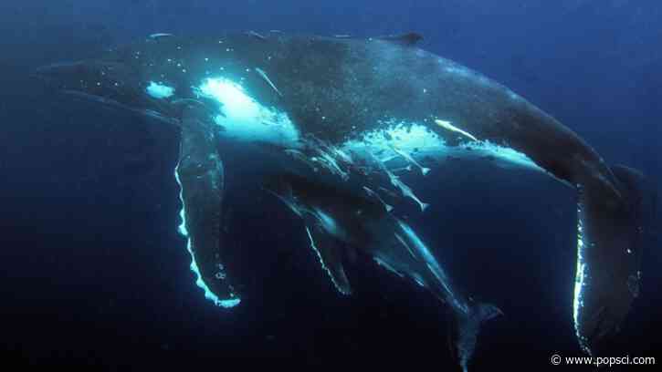 Australia’s humpback whales were acting weird. What happened next surprised scientists.