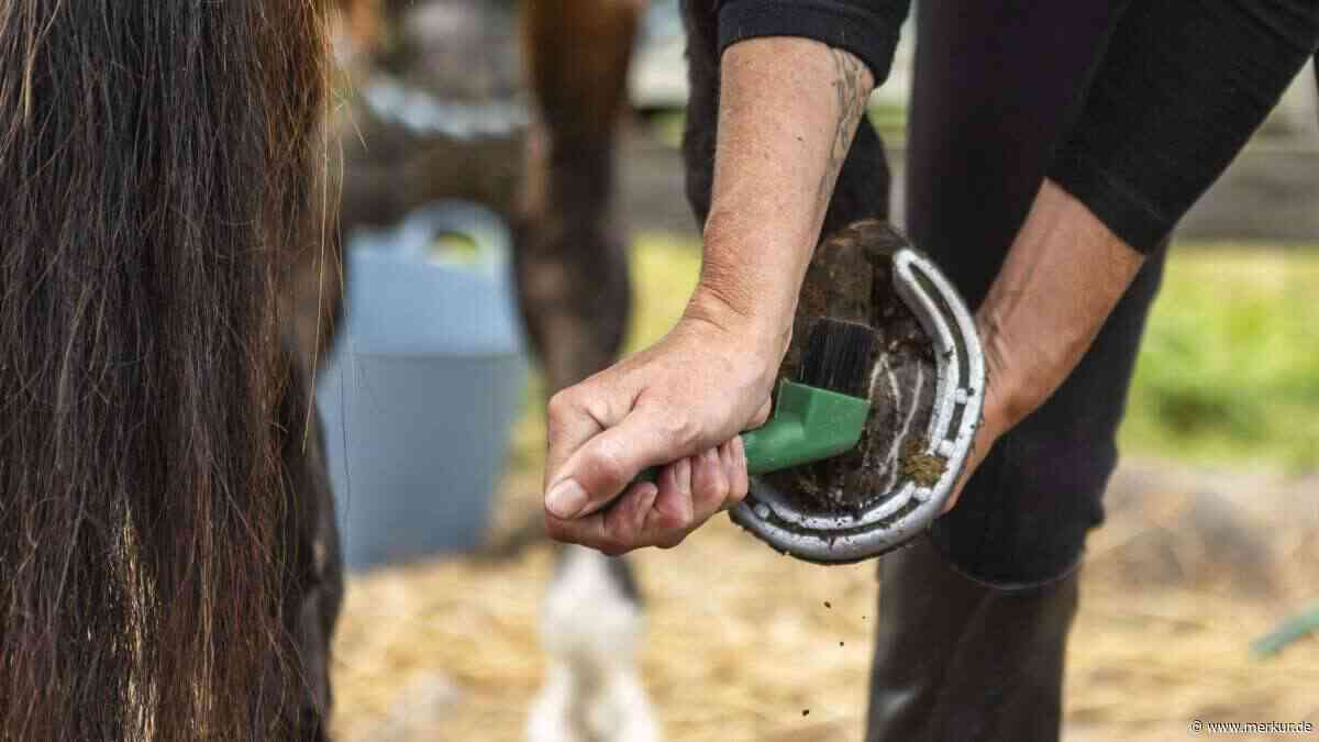 Warum tägliches Hufauskratzen beim Pferd so wichtig ist