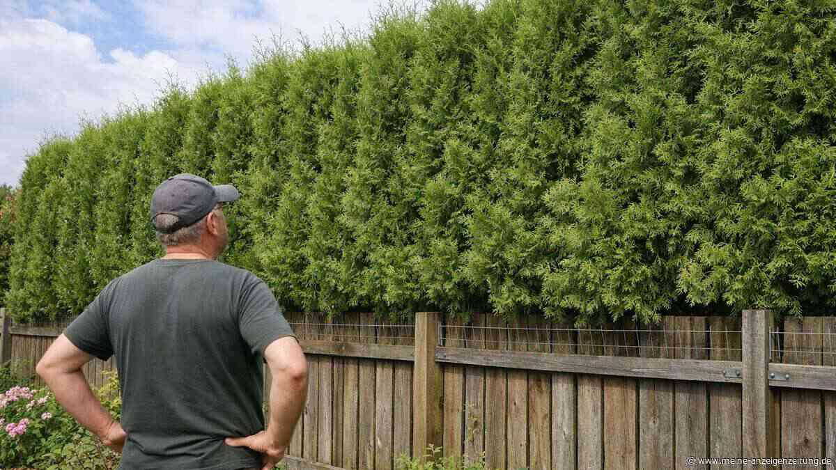 Teure Gartenfalle: Warum meterhohe Hecken richtig ins Geld gehen können