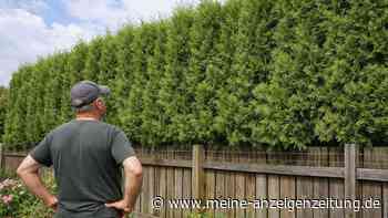 Teure Gartenfalle: Warum meterhohe Hecken richtig ins Geld gehen können
