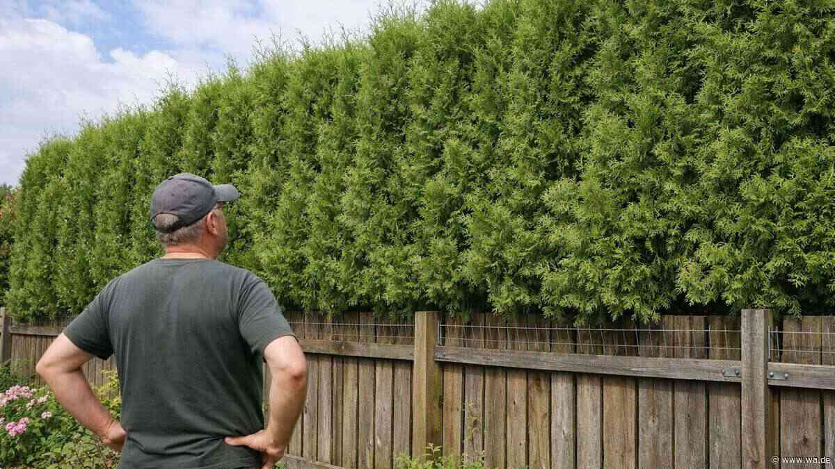 Teure Gartenfalle: Warum meterhohe Hecken richtig ins Geld gehen können