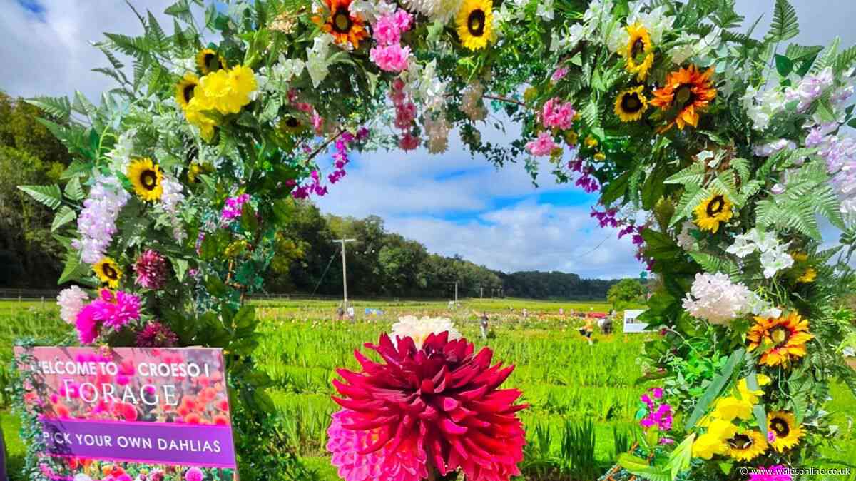 The Welsh farm where you can pick your own flowers and have homemade sausage rolls