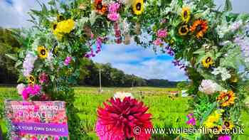 The Welsh farm where you can pick your own flowers and have homemade sausage rolls