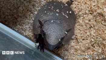 'Let us know if you see missing armadillo Stanley'