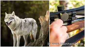 Die Jagd ist eröffnet: Erster Wolf darf in der Region abgeschossen werden – wer folgen könnte