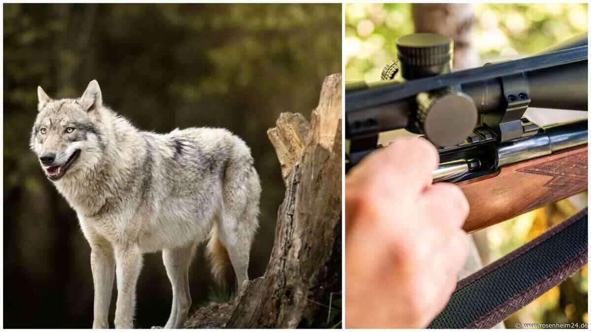 Die Jagd ist eröffnet: Erster Wolf darf in der Region abgeschossen werden – wer folgen könnte