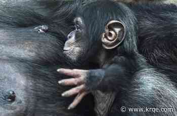 Baby chimps develop regional accents, new study finds