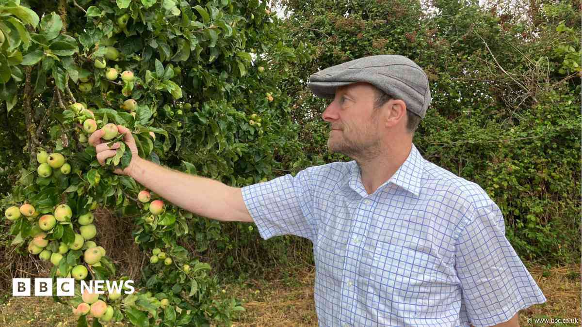 'Apples are my passion' - cider maker gets award