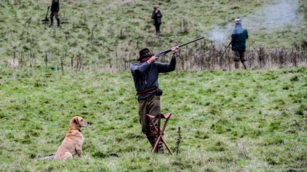 Andy Burnham's Labour government considering change in bird shooting rules