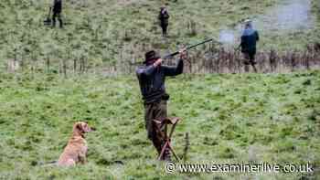 Andy Burnham's Labour government considering change in bird shooting rules