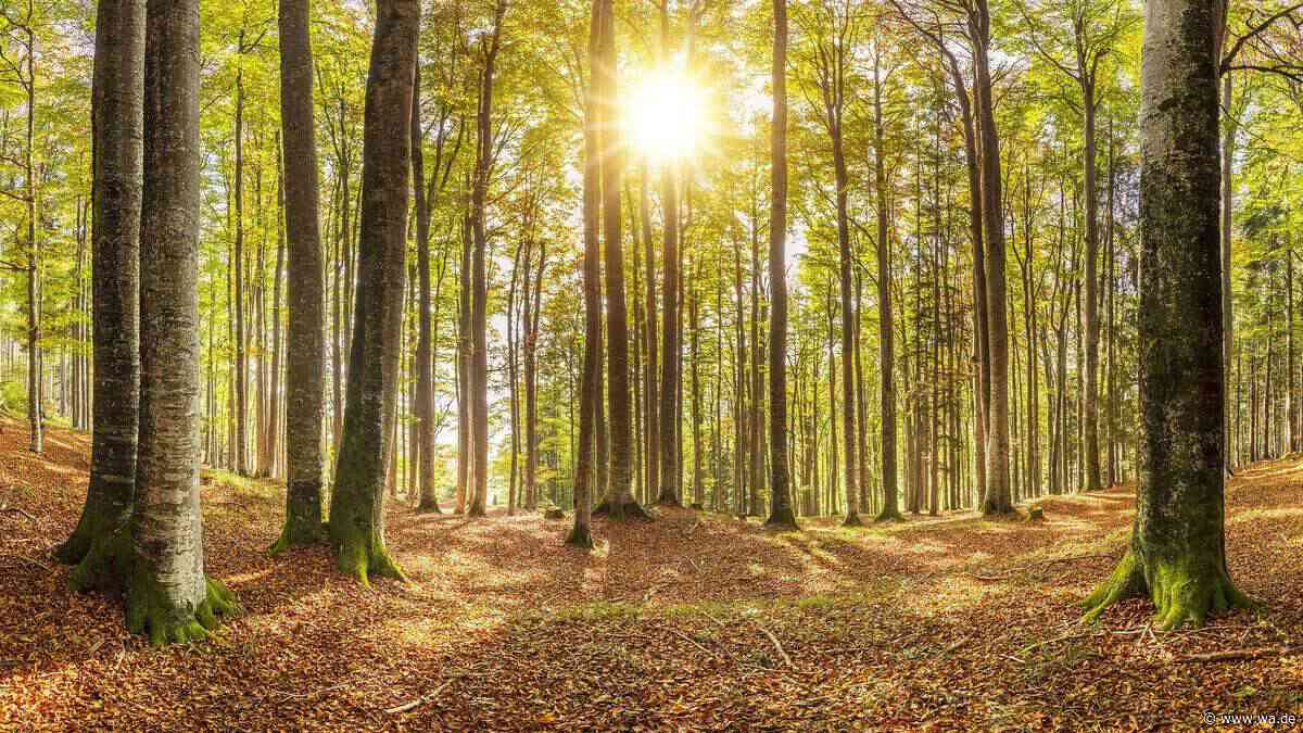 Bis zu 30 Grad zum Wochenstart in NRW – doch Wetterwechsel steht schon bevor