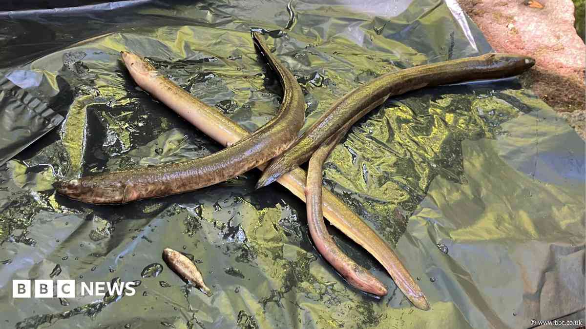 Warning issued after dead eels found in brook