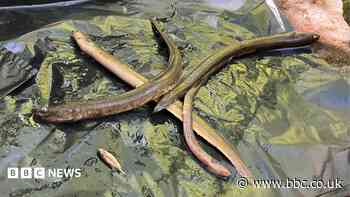 Warning issued after dead eels found in brook
