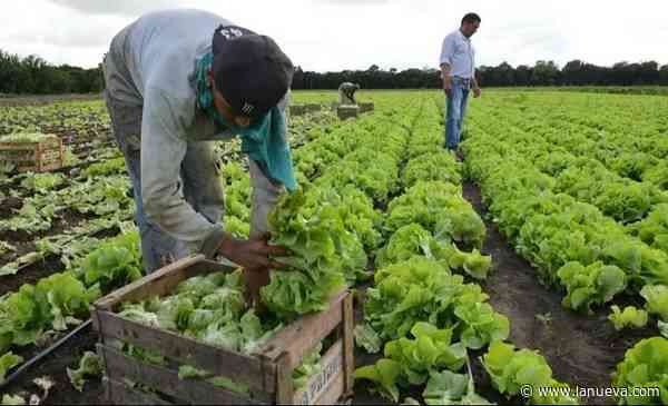 Censo Hortiflorícola: buscan definir una hoja de ruta para la próxima década