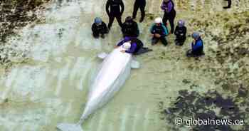 Several belugas from Marineland have health issues, Chicago aquarium says