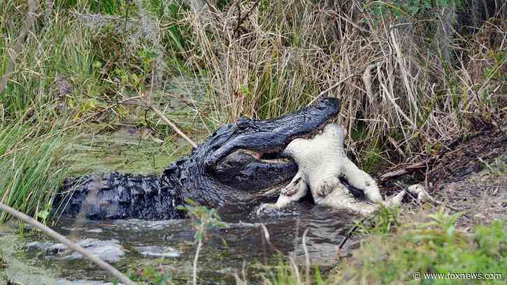 Fisherman captures a crazy video of an alligator chasing a bear across a Florida river