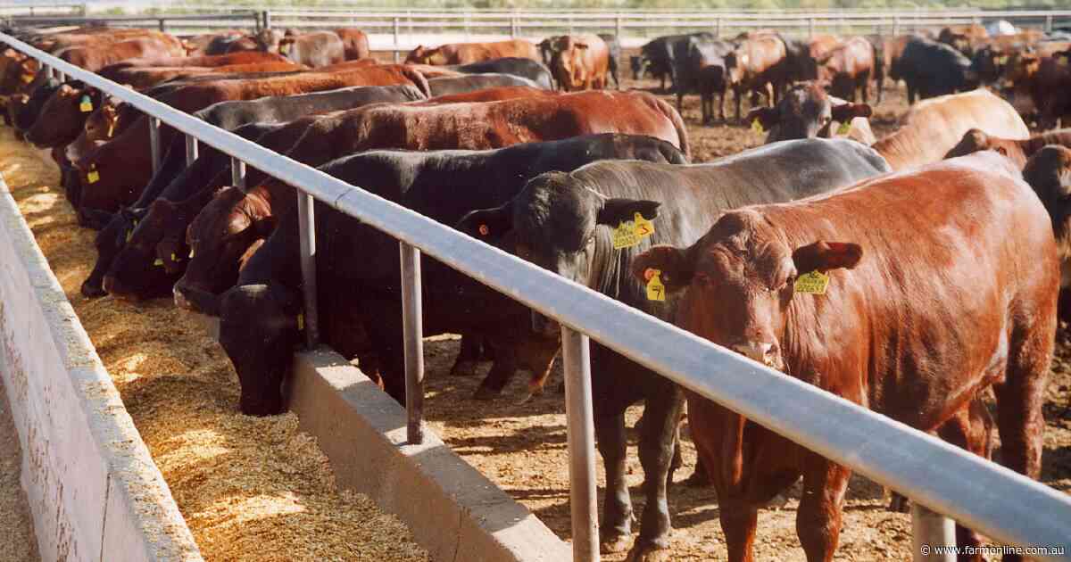 The 'big unknown' causing vaccinated feedlot cattle to still die from BRD
