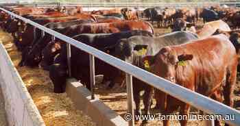 The 'big unknown' causing vaccinated feedlot cattle to still die from BRD