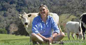 Commercial advantage: the old cattle breed making a quiet comeback