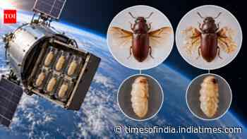 In 1967, Nasa flew flour beetle pupae into space; wing abnormalities rose from 29.9% to 44.8%