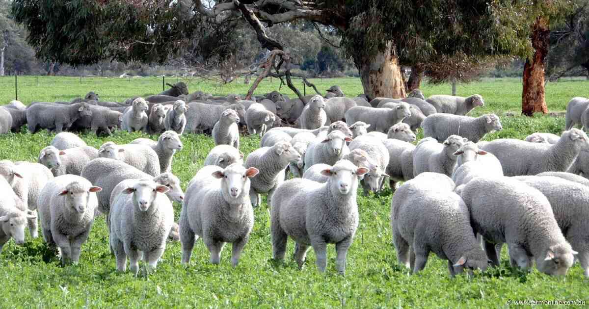 Keller family offers 1787ha SA farm and Poll Merino stud for sale