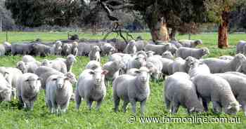 Keller family offers 1787ha SA farm and Poll Merino stud for sale