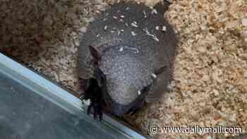 Urgent hunt to find Stanley the armadillo who is on the loose in Sussex