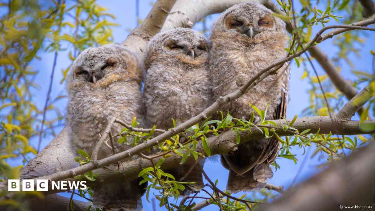 Hunting, hooting and swooping owls as autumn nears