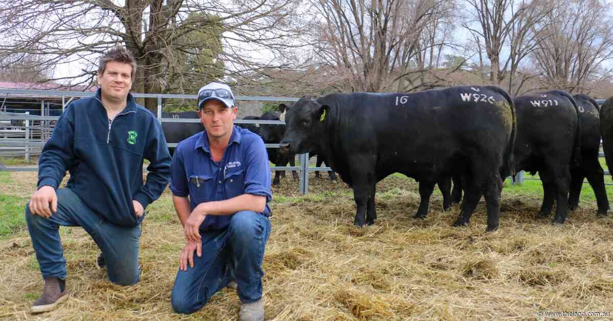 Spring bull sale record set at Reiland for curve-bending future stud sire