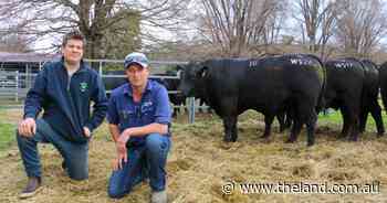 Spring bull sale record set at Reiland for curve-bending future stud sire