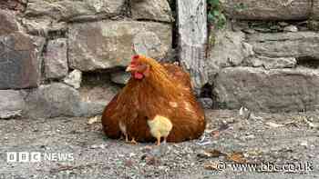 Mother hen chooses brewery as new home