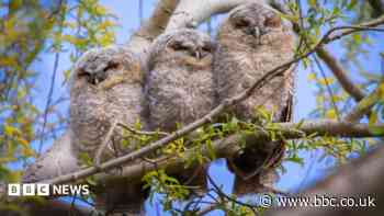 Hunting, hooting and swooping owls as autumn nears