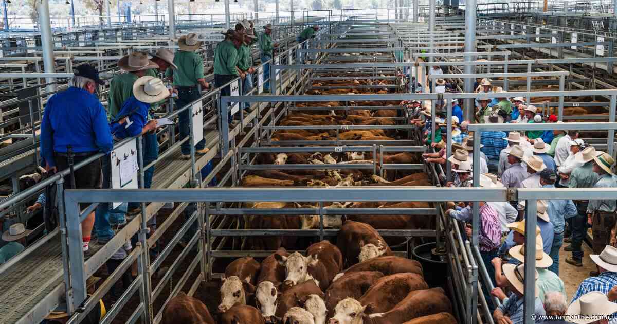 New data shows how Korea and China tariffs are shaping who buys Aussie beef