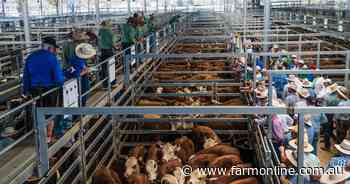 New data shows how Korea and China tariffs are shaping who buys Aussie beef