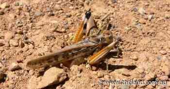 Locust threat prompts extra chemical stocks ahead of forecast hatchings