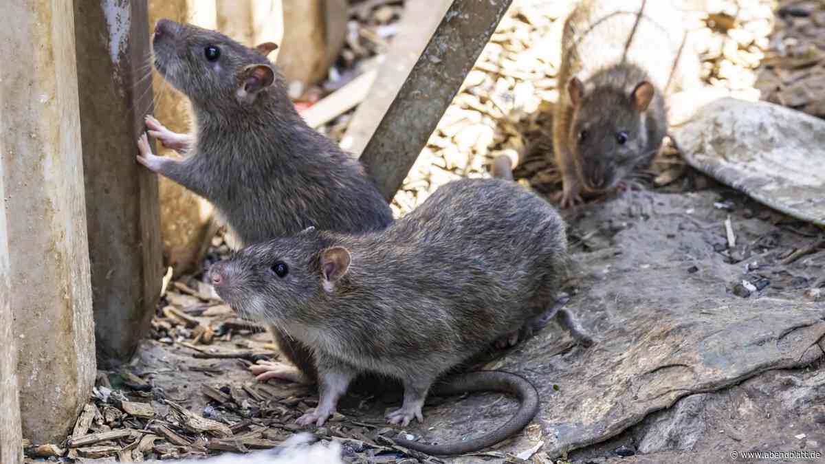 Neue Giftköder-Regeln: Kammerjäger warnt vor Zunahme an Ratten in Hamburg