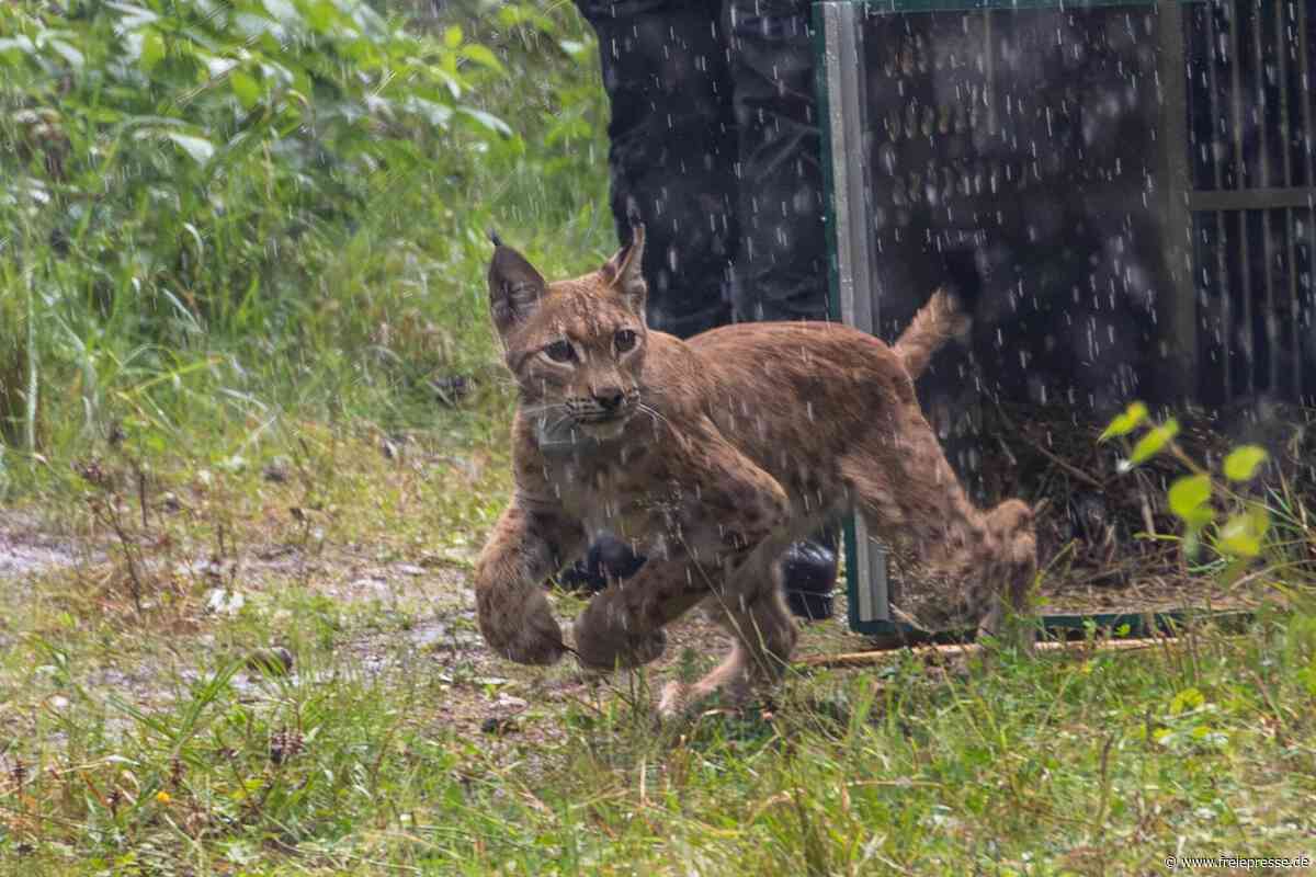 Pinselohren und Backenbart: Ist dieser scheue Jäger in Sachsen wieder angekommen?