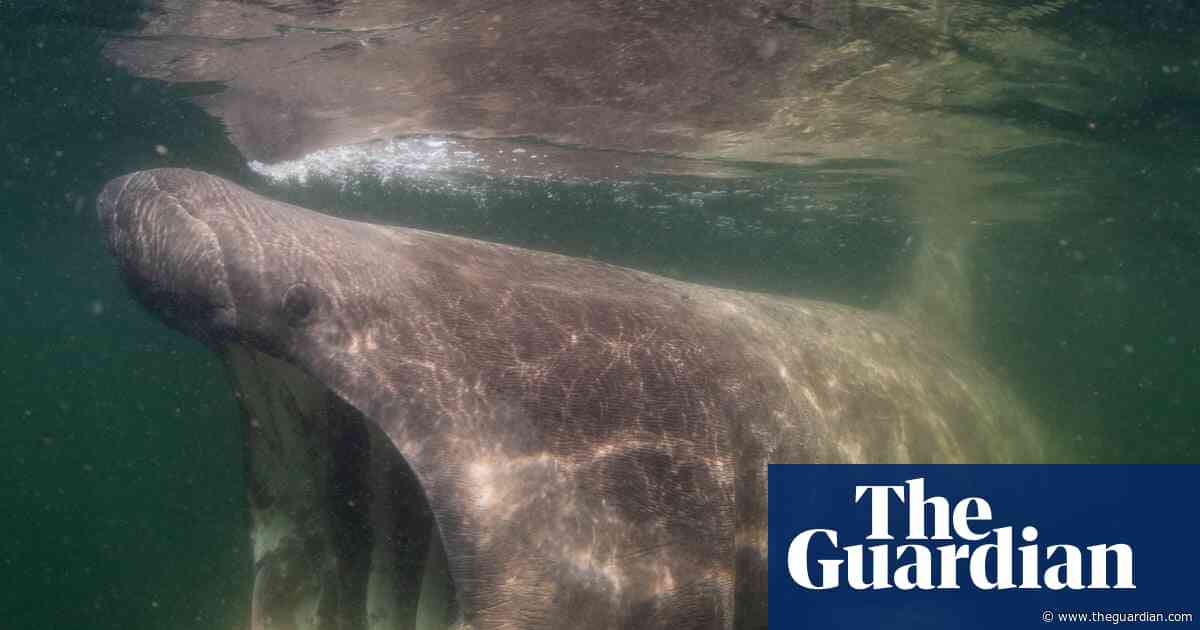 ‘Sharks are my film stars’: how the Jacques Cousteau of the North Sea finally unlocked its beauty